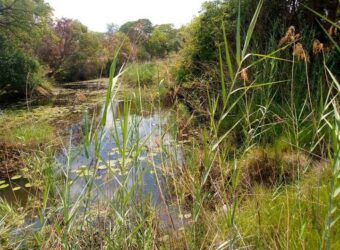 Farm for sale in chongwe