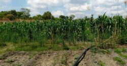 Farm for sale in chongwe