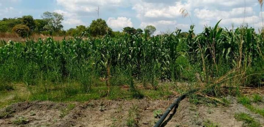 Farm for sale in chongwe