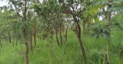 20 Hactares Virgin Land For Sale in Chifwema After Sinoma Cement Plant.