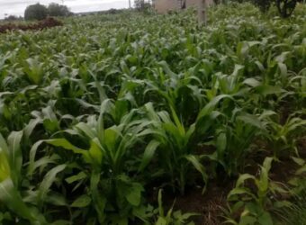 Plots for sale for sale at ZIMBABWE