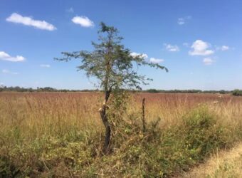 10 Acres of land for sale at ZIMBABWE
