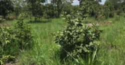 FIVE (5) HECTORS FARM FOR SALE IN KAPIRI MPOSHI’S CHIKOKOSHI AREA