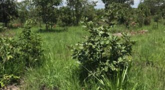 FIVE (5) HECTORS FARM FOR SALE IN KAPIRI MPOSHI’S CHIKOKOSHI AREA