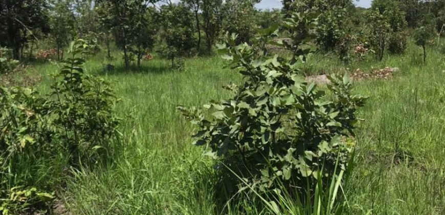 FIVE (5) HECTORS FARM FOR SALE IN KAPIRI MPOSHI’S CHIKOKOSHI AREA