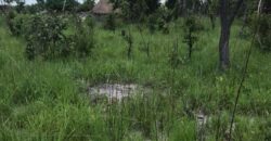 FIVE (5) HECTORS FARM FOR SALE IN KAPIRI MPOSHI’S CHIKOKOSHI AREA