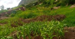 Plot for sale malawi machinjiri area