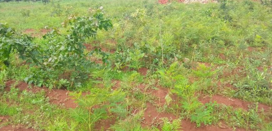 Plot for sale in MALAWI Mzuzu Luwinga