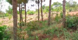 Plot for sale in MALAWI Mzuzu Luwinga