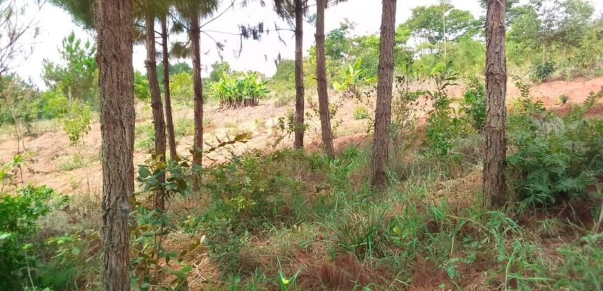 Plot for sale in MALAWI Mzuzu Luwinga