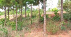 Plot for sale in MALAWI Mzuzu Luwinga