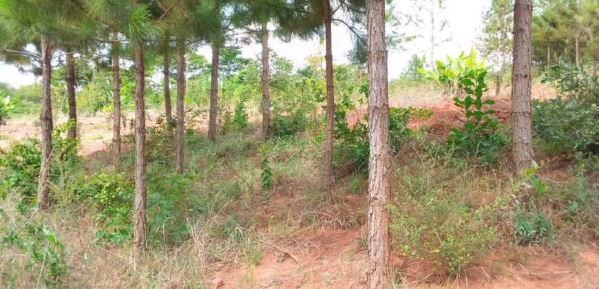 Plot for sale in MALAWI Mzuzu Luwinga