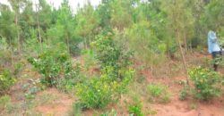 Plot for sale in MALAWI Mzuzu Luwinga