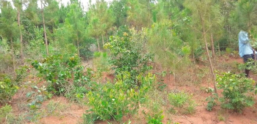 Plot for sale in MALAWI Mzuzu Luwinga