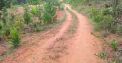 Plot for sale in Mzuzu Nkhorongo