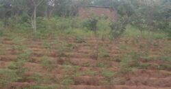 Plot for sale in malawi- Mzuzu Luwinga