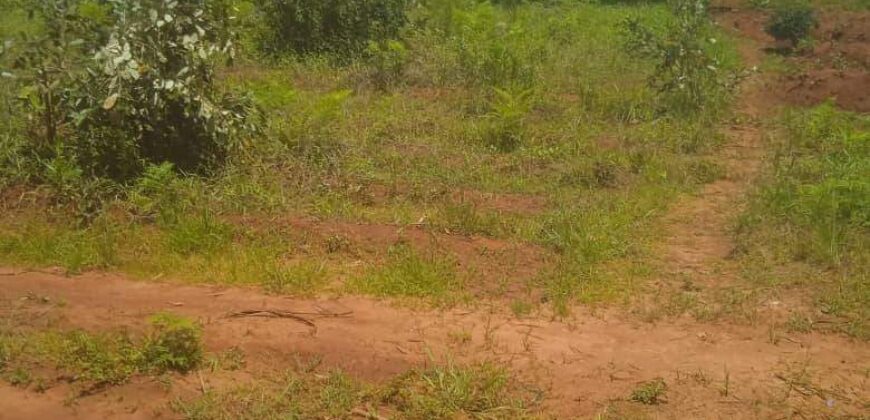 Plot for sale in MALAWI Mzuzu Nkhorongo