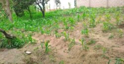 Plot for sale in Malawi Mzuzu