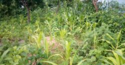 Land for sale at MALAWI