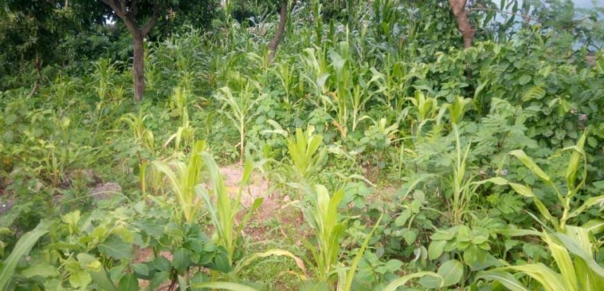 Land for sale at MALAWI