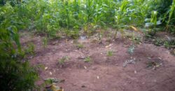 Land for sale at MALAWI