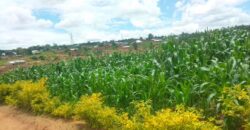 Plot for sale at MALAWI