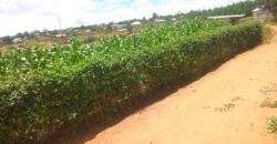 Plot for sale at MALAWI