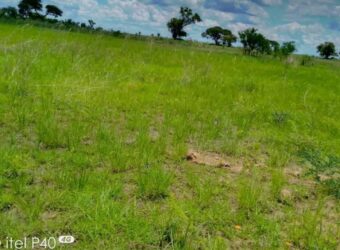 NYABIRA RURAL PLOT*